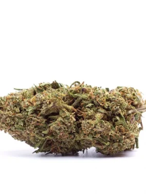 Orange Bud