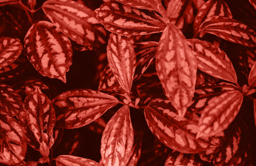 Červený kratom