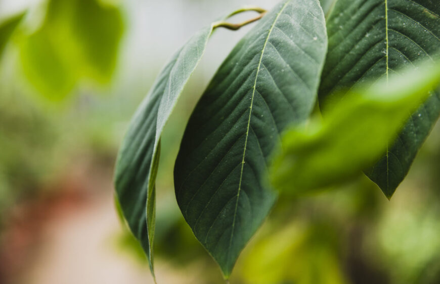 Jak dlouho je kratom