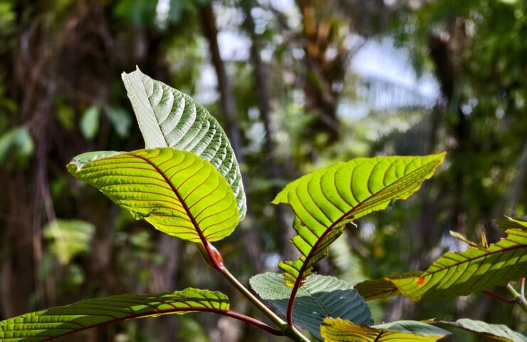 Podpora duševní rovnováhy a nálady