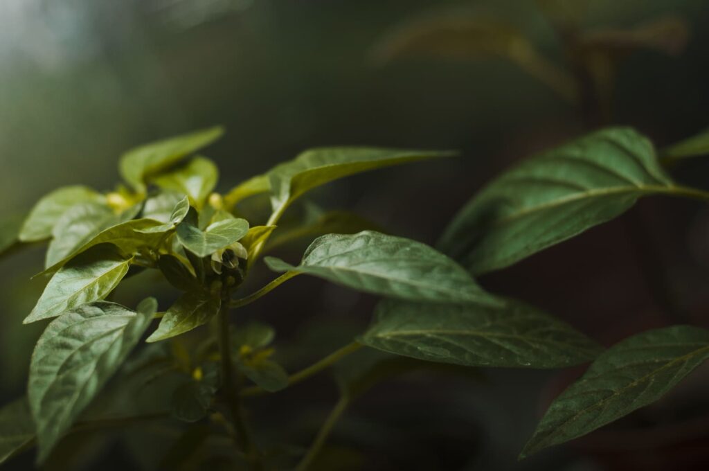 Testování na kratom