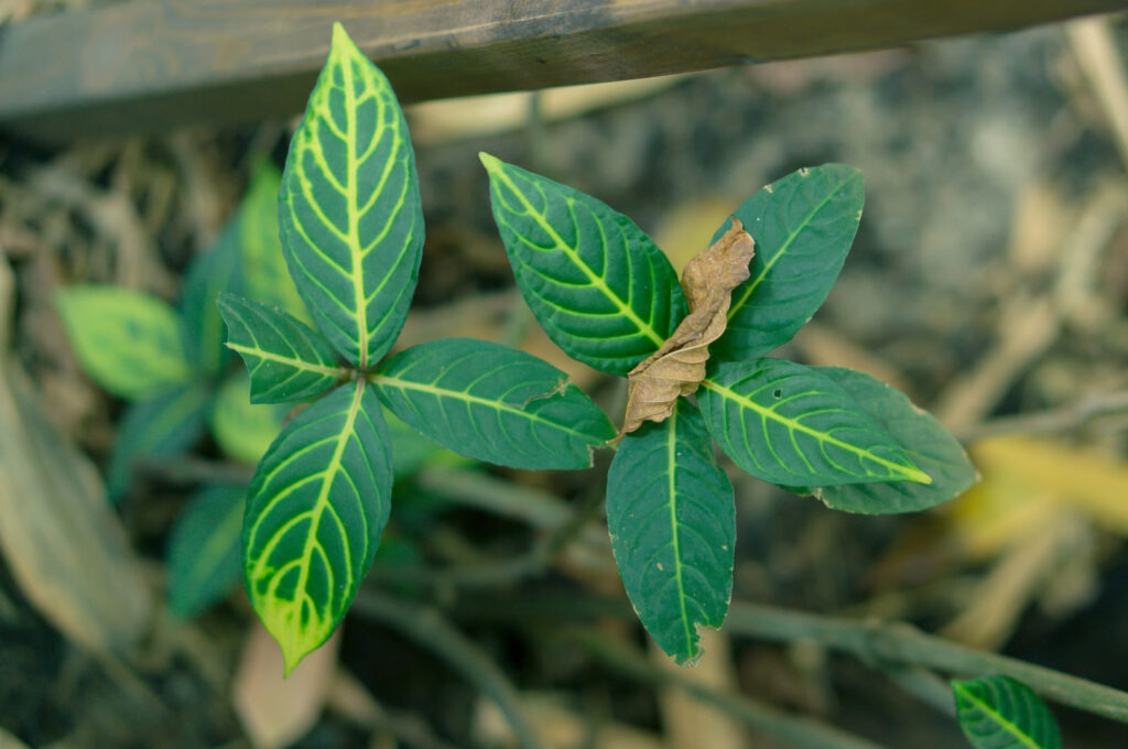 Typy kratomu podle barvy a místa původu