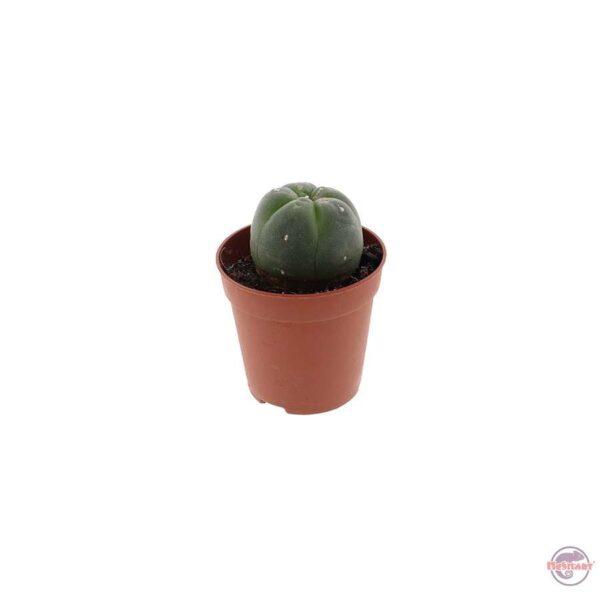 Peyotl (Lophophora Wiliamsii) 2-3 cm