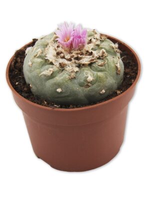 Peyotl (Lophophora Wiliamsii) 5-7 cm