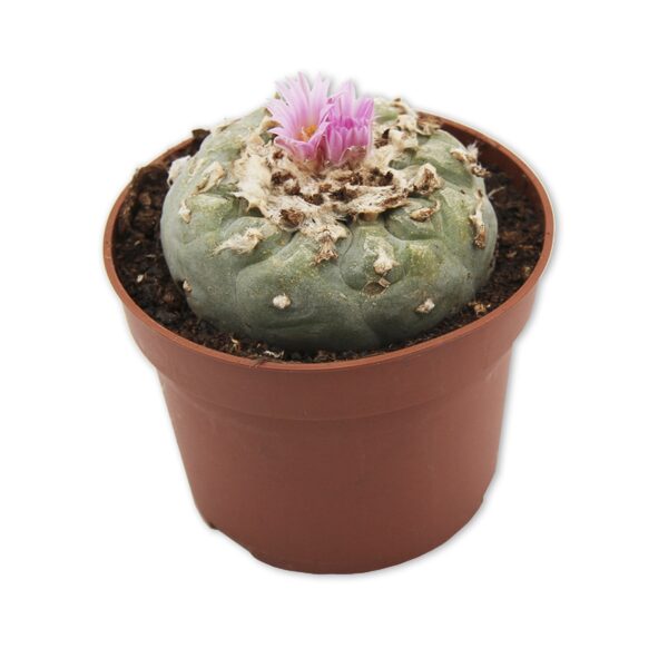 Peyotl (Lophophora Wiliamsii) 5-7 cm