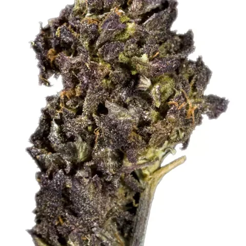 Black-Dhalia