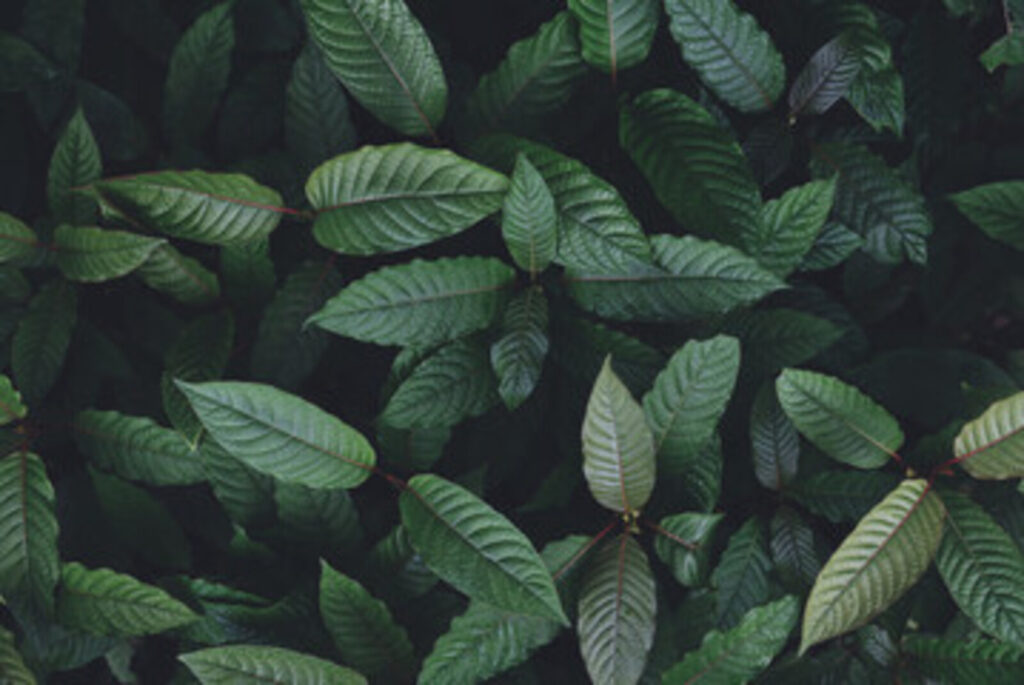Rizika a vedlejší účinky kratomu