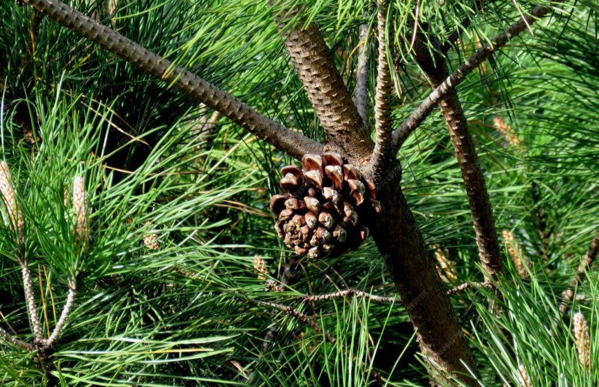 Pyl pinus původ, šíření a význam
