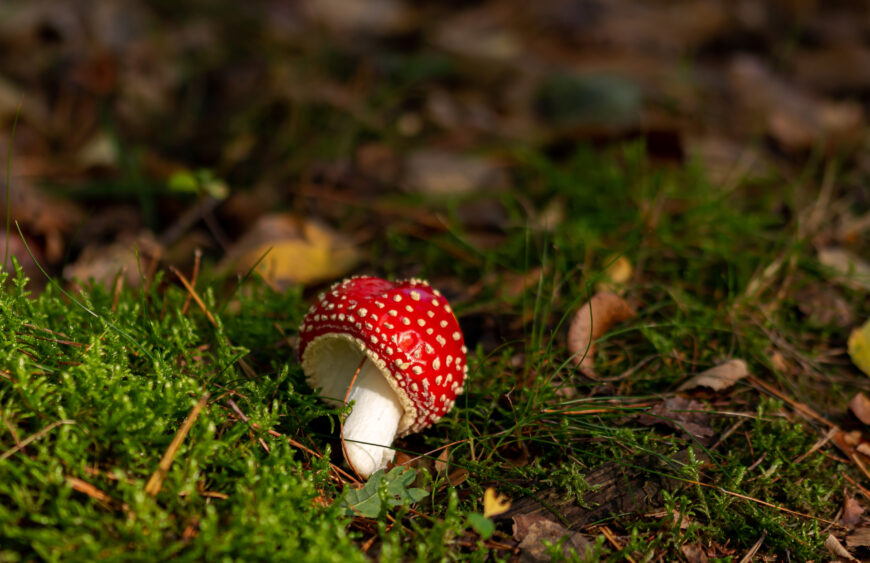 Léčivé využití muchomůrky červené v lidové medicíně
