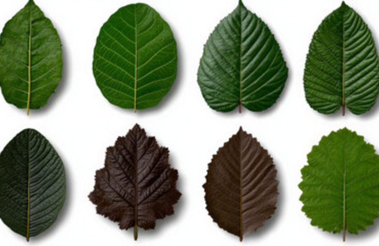 existují druhy kratomu