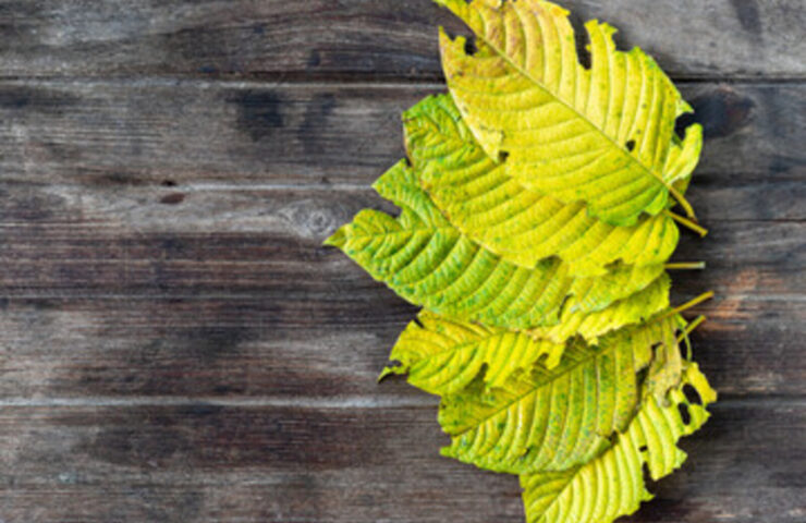 Žlutý kratom jaké účinky