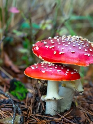 Muchomůrka červená (Amanita muscaria)