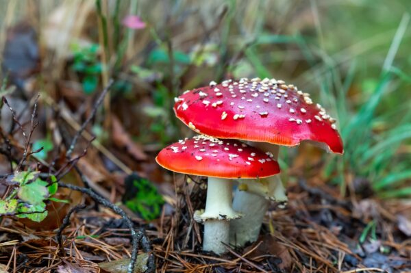 Muchomůrka červená (Amanita muscaria)