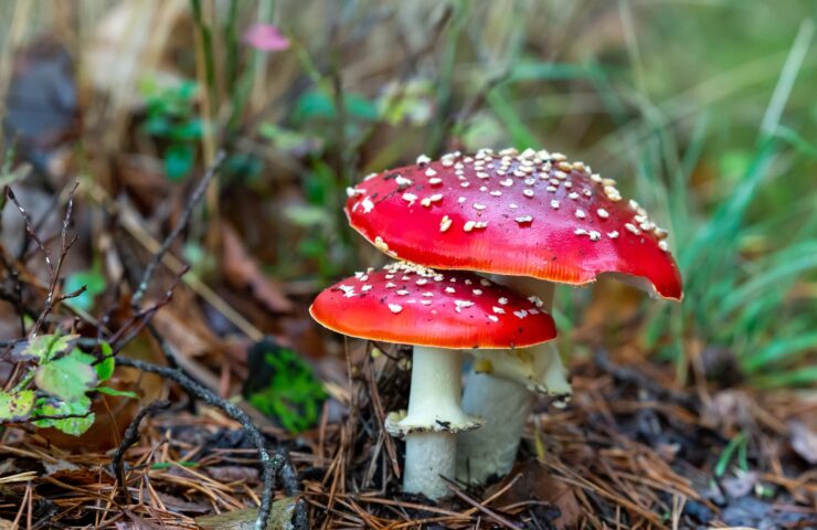 Muchomůrka červená halucinogenní